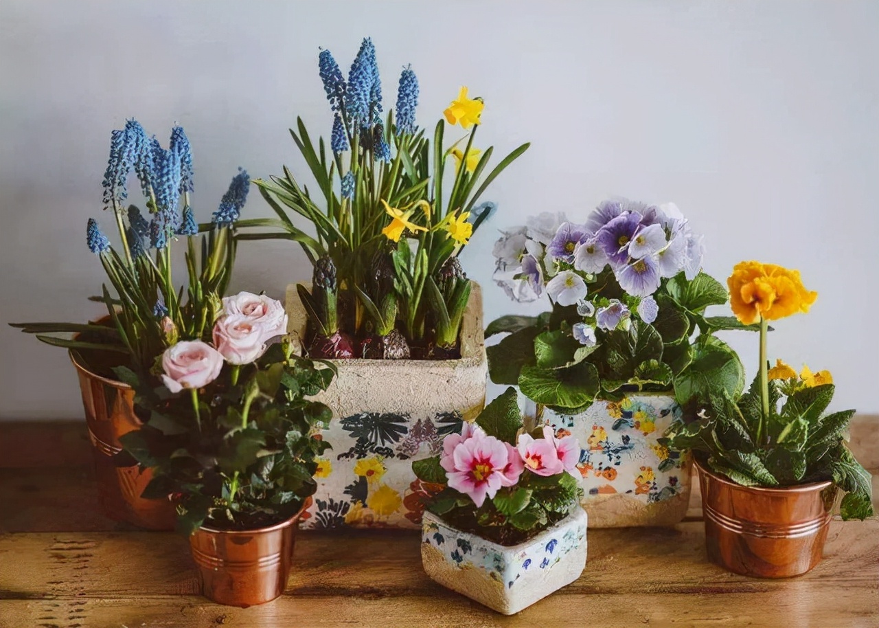 20種“吉利”大盆栽，客廳放一盆，廢氣吸光光，養人又旺家